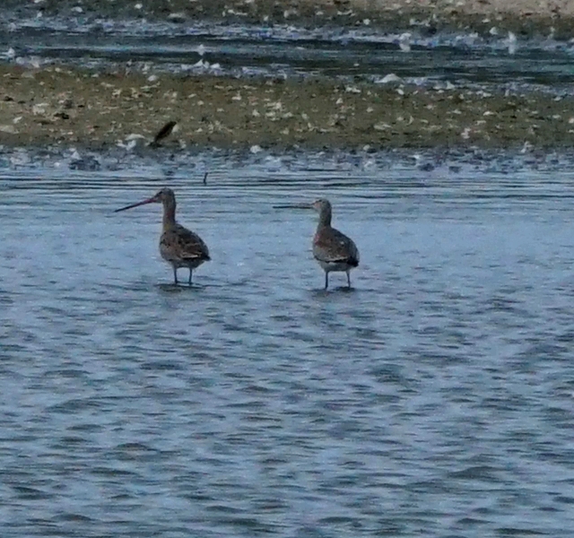 welke steltlopers zijn dit?